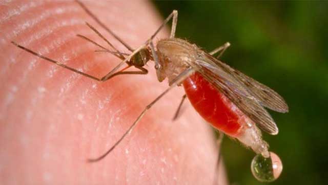 Another dengue patient dies in Barishal