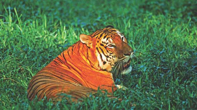 Number of tigers in Sundarbans to increase, hope experts