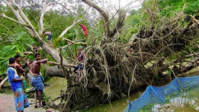Cyclone Bulbul: 4,589 trees damaged in Sundarbans