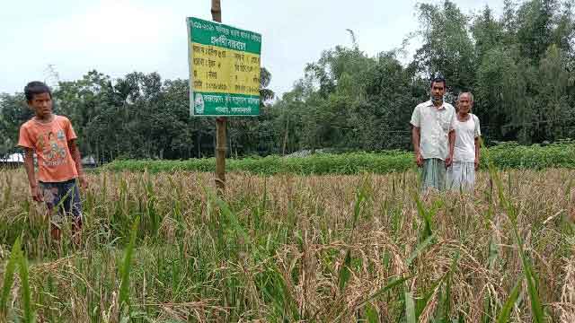 কৃষি বিভাগের বীজে কপাল পুড়ল কৃষকের