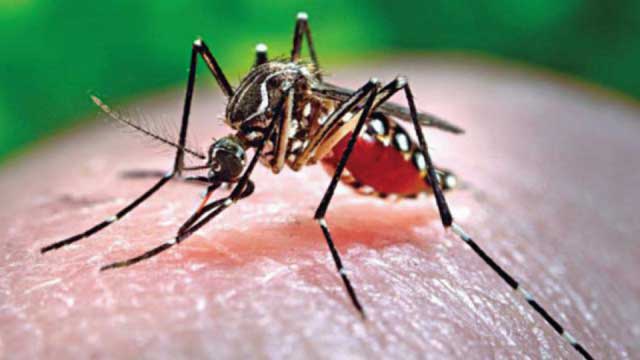 13 dengue patients hospitalised in 24 hours