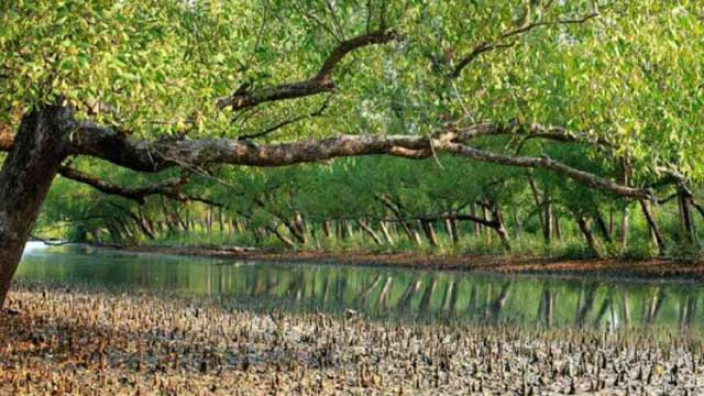 Sunderbans in Bangladesh reopens to tourists, forest goers after 3 months
