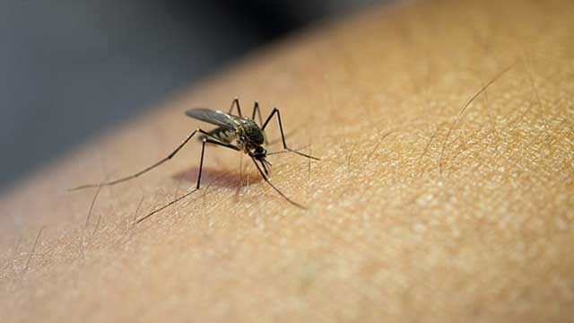 Daily dengue hospitalisation  crosses 300 in Bangladesh