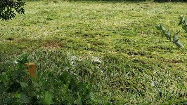 বুলবুলের আঘাতে ১৬ জেলার ৩ লাখ হেক্টর জমির ফসলের ক্ষতি