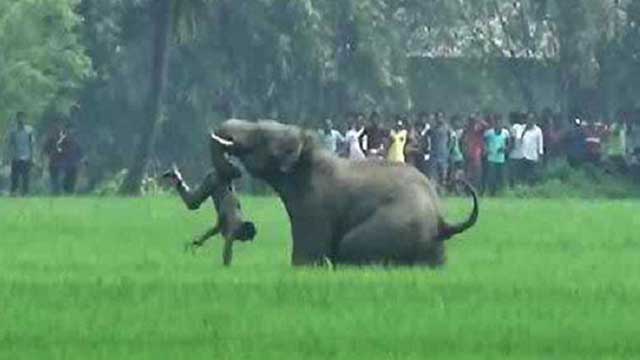 Two teenage boys killed in Bandarban elephant attack