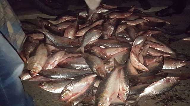 3 cops suspends for transporting mother Hilsa