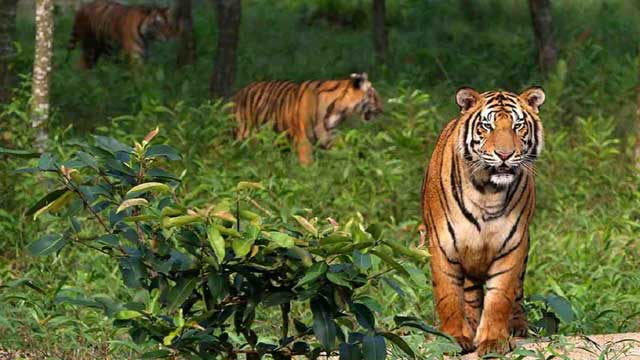Tiger population at risk in Sundarbans: 38 tigers died in 20 years in Bangladesh