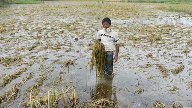 বানের পানিতে কৃষকের স্বপ্নভঙ্গ