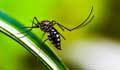 Bangladesh reports record 19 dengue deaths, 1,792 cases