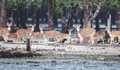 Sundarbans reopens to tourists after 7 months