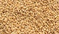 Bangladesh to import 1 million tonnes of wheat from India