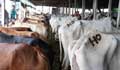 With flood waters, an onrush of smuggled cows from India