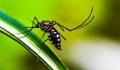 Bangladesh reports season’s first dengue death