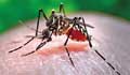 Bangladesh logs 992 dengue cases in 7 days