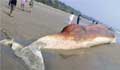 Large dead whale found in Cox’s Bazar beach