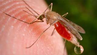 Woman dies of dengue in Barishal