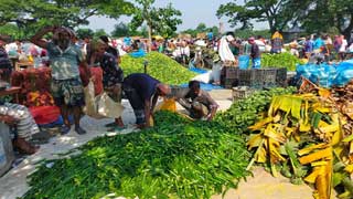 Rajshahi farmers delighted as vegetable harvest promises profits
