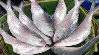 Despite ample supply, Hilsa still out of reach of the average buyer