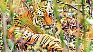 'Latest survey finds 114 tigers in Sundarbans'