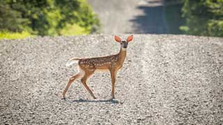 US reports world's first deer with Covid-19