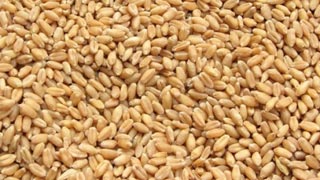 Bangladesh to import 1 million tonnes of wheat from India