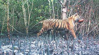 Tiger census: installation of cameras begins in Sundarbans