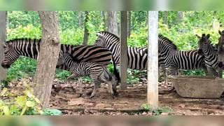 Mysterious disease kills nine zebras at Gazipur safari park in three weeks