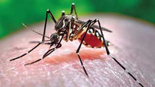 Dengue infection increasing, cases cross 1500 mark in Bangladesh