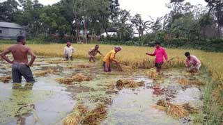 Sunamganj farmers fear loss of Boro harvest to flash floods
