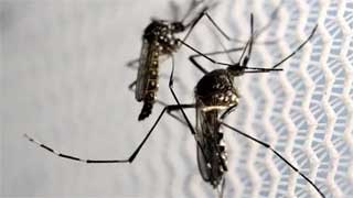 Dengue fever: 11 die, 2,242 hospitalised in 24 hours