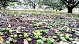 আম্পানে লণ্ডভণ্ড রাজশাহী অঞ্চল, ২৫ শতাংশ আম নষ্ট