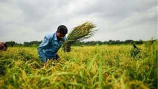 চাষ না করে জমি ফেলে রাখলে সরকার নিয়ে নেবে