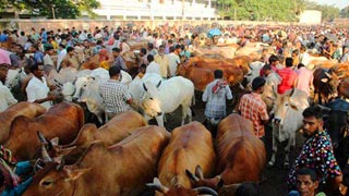 Over Tk 1000cr transected on digital cattle market