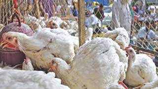 Chicken turns Tk 50 costlier in two days