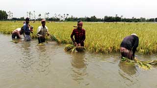 ভাসছে ধান ভাসছে কৃষকের স্বপ্ন