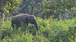 রাঙামাটিতে বন্য হাতির আক্রমণে নিহত ১