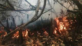 Sundarbans fire under control; probe body formed