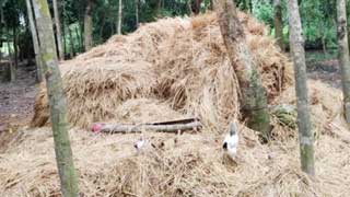 ফেনীতে খড়ের গাদায় চাপা পড়ে মা ও দুই সন্তানের মৃত্যু