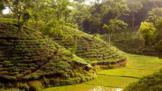 4 tea-garden workers die in Moulvibazar hillside collapse