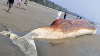 Large dead whale found in Cox’s Bazar beach
