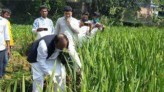 Video of MP harvesting immature paddy goes viral
