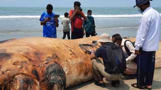 Another dead whale washes up on Cox's Bazar beach