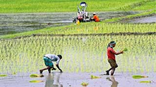 Tk5,000cr incentive package for agriculture sector