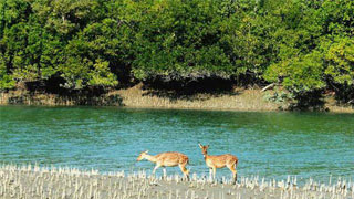 Tourism suspended in Sundarbans till Apr 15