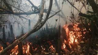 Fire in the Sundarbans again