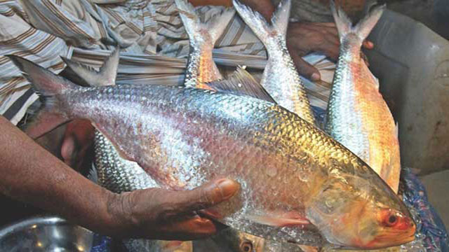 22-day ban on hilsa fishing from Oct 7