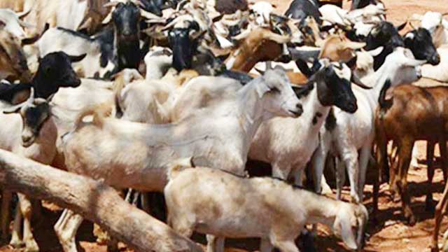 BCL leader prosecuted for attempted snatch of goats