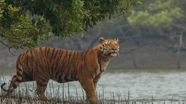 Climate change may destroy Sundarbans’ tigers in 50 years: Study