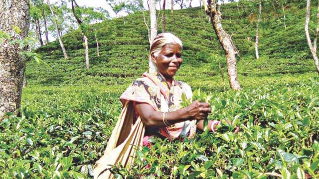 Sylhet tea workers go on work abstention amid coronavirus fear