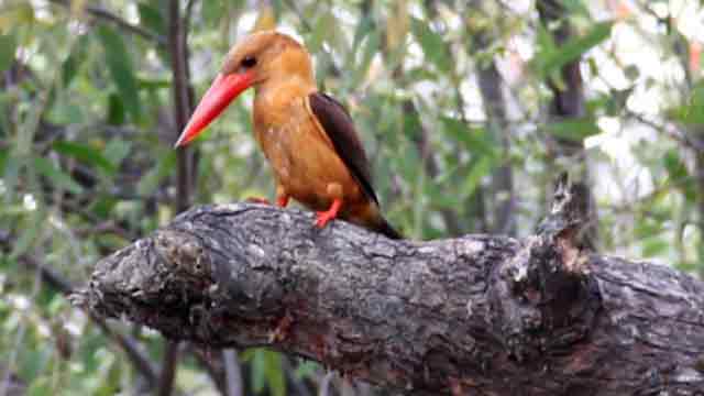 Sundarbans sanctuary extended, many lose livelihood